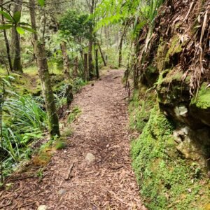 Laberinto Verde - Domingo 26 abril