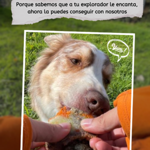 Chupileta precocida
