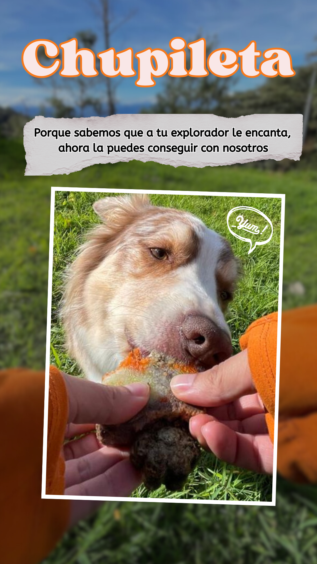 Chupileta precocida | Paleta para perros