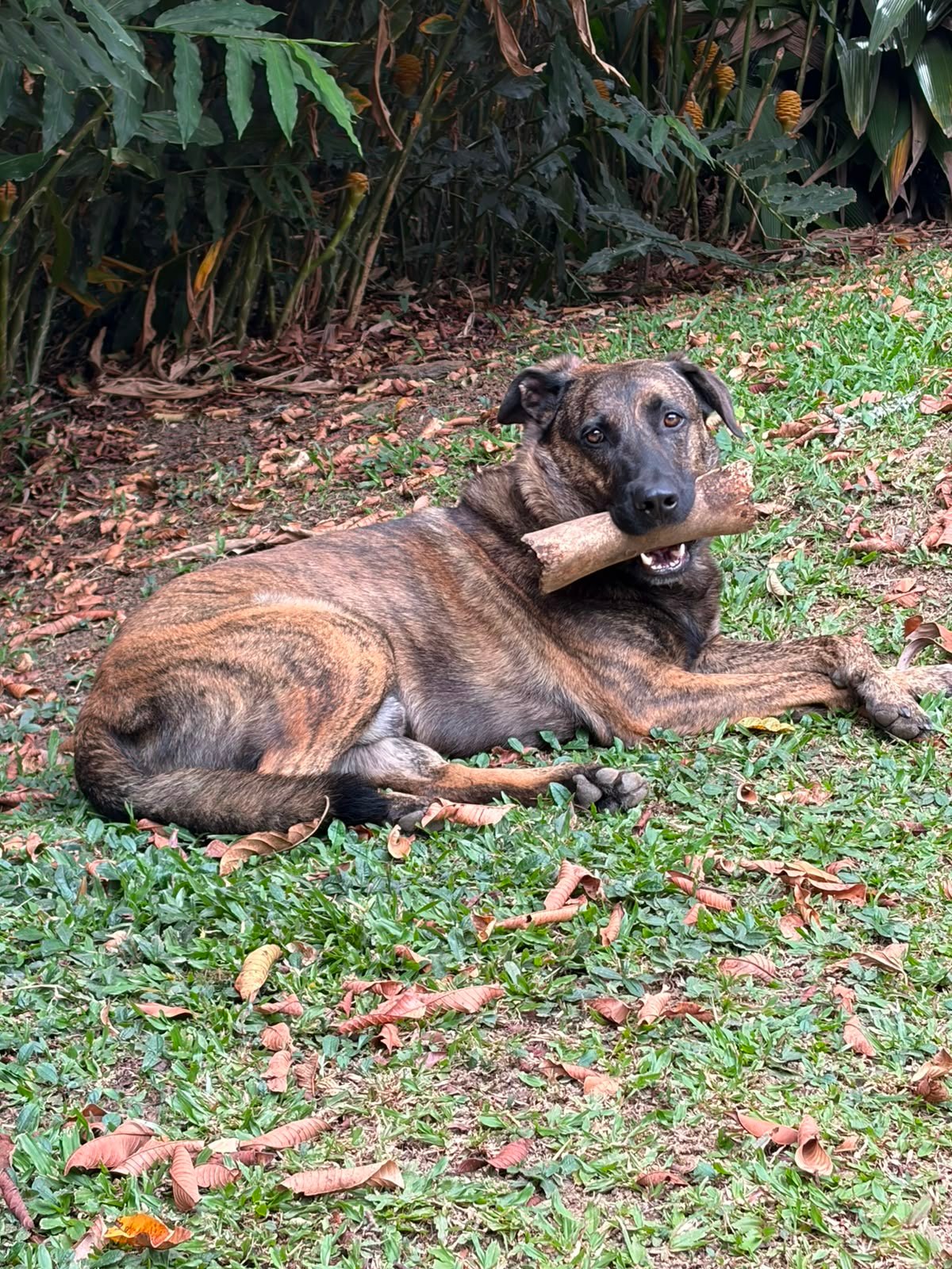 Bruno